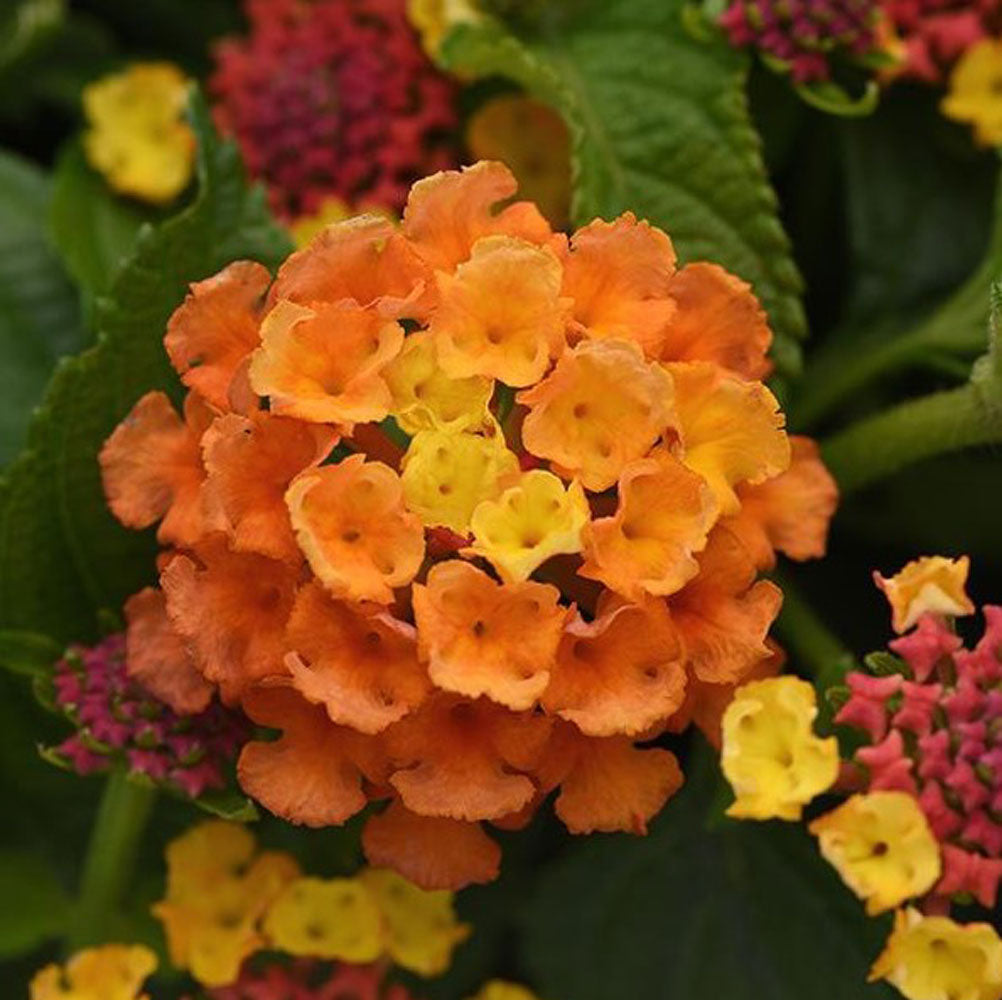 ASSORTED LANTANA 1gal