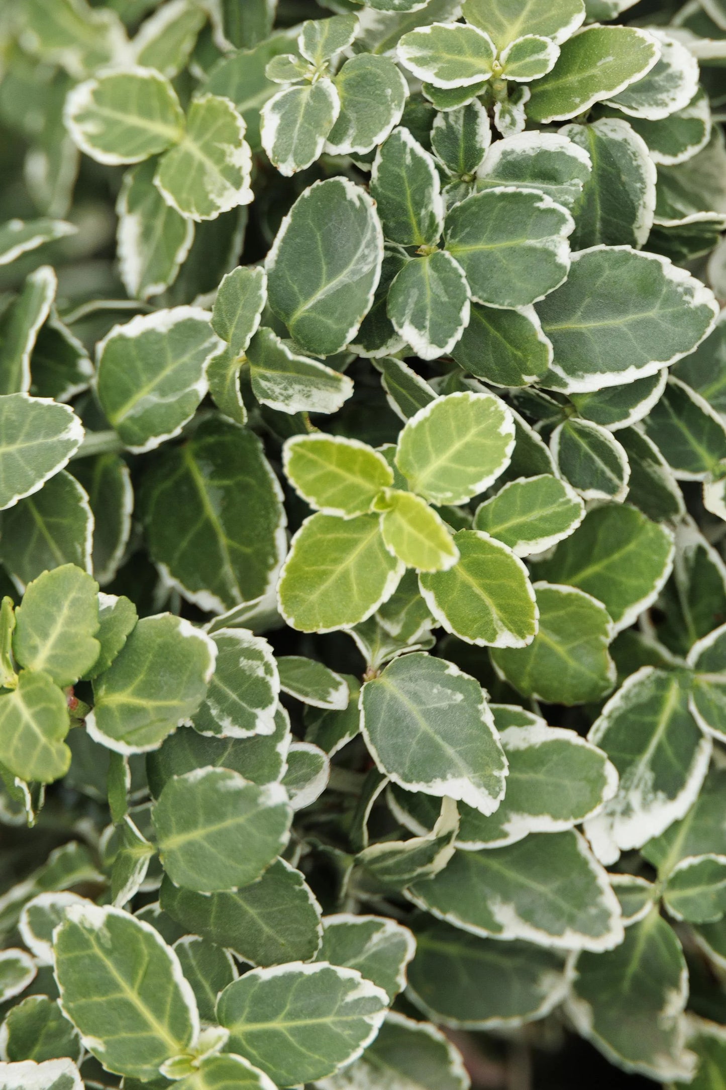 EMERALD GAIETY WINTERCREEPER EUONYMUS 2gal