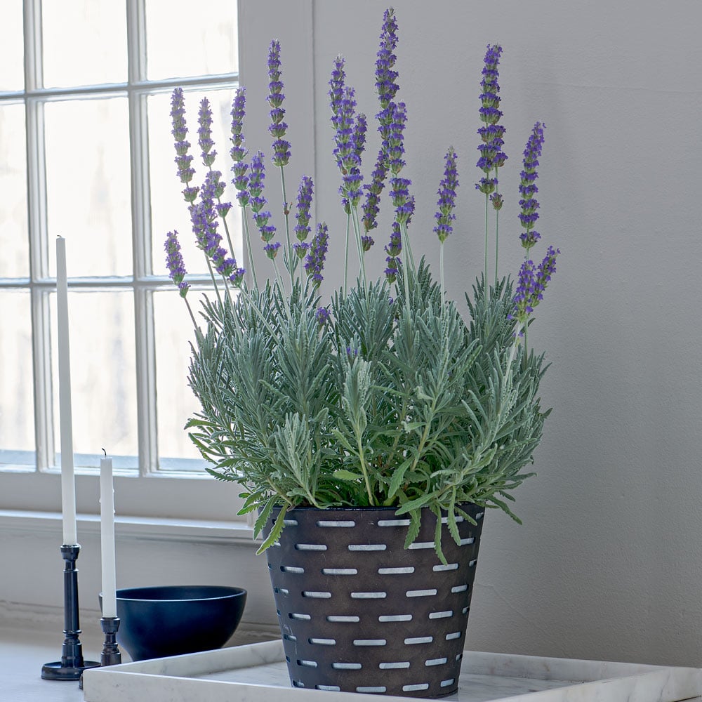 LAVENDER ASSORTED 2 GAL