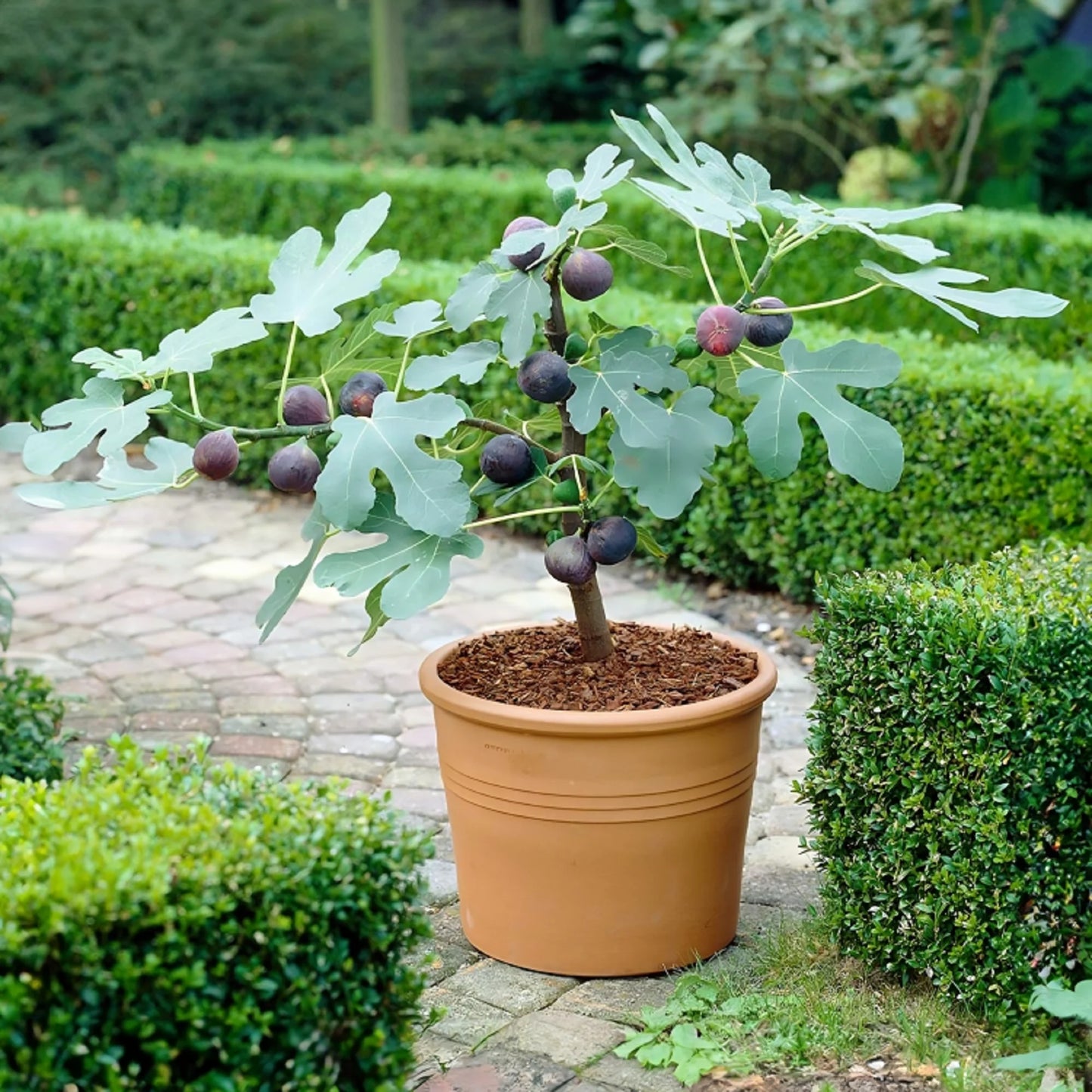 CHICAGO HARDY FIG 5gal