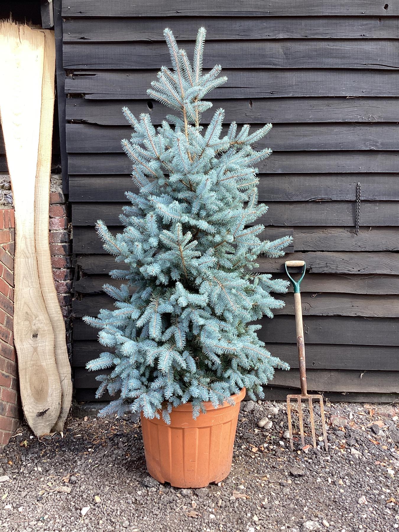 BABY BLUE SPRUCE TREE 15gal