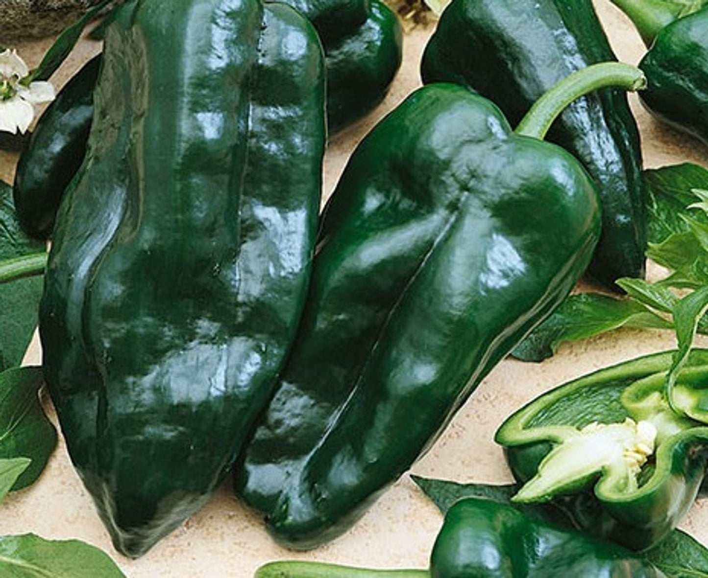 PEPPER 4in