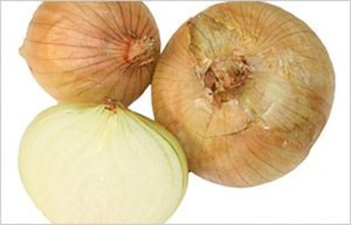 ONION 6 PACK