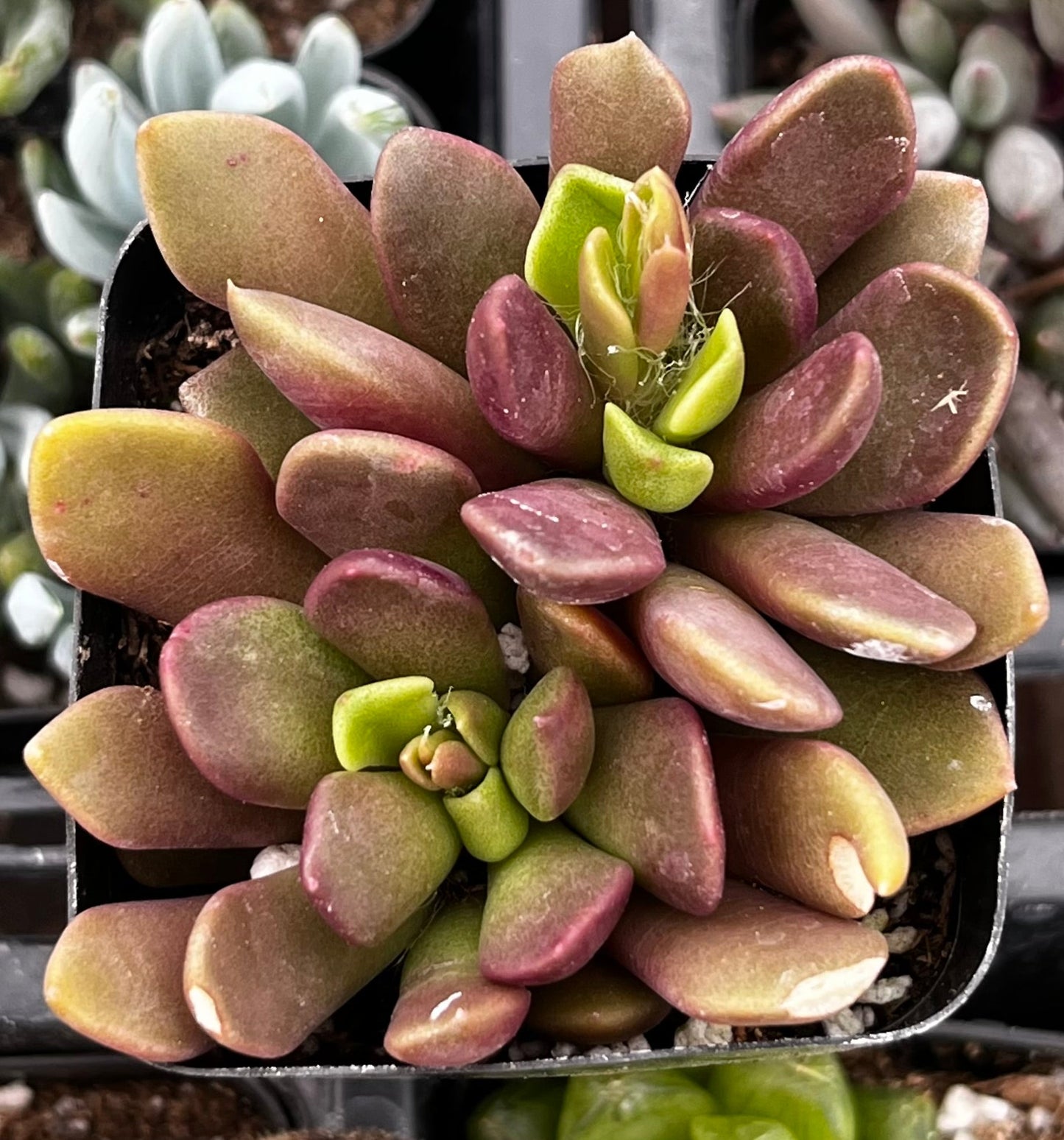 Purple Anacampseros