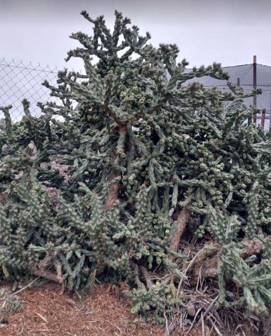 TREE CHOLLA 5GAL