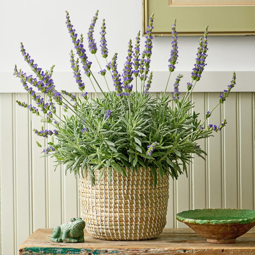 LAVENDER ASSORTED 2 GAL
