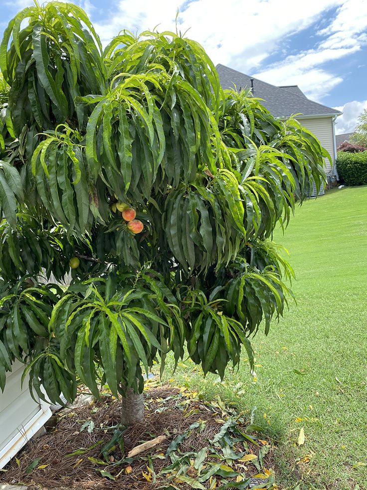 BONANZA PEACH TREE DWARF 15gal