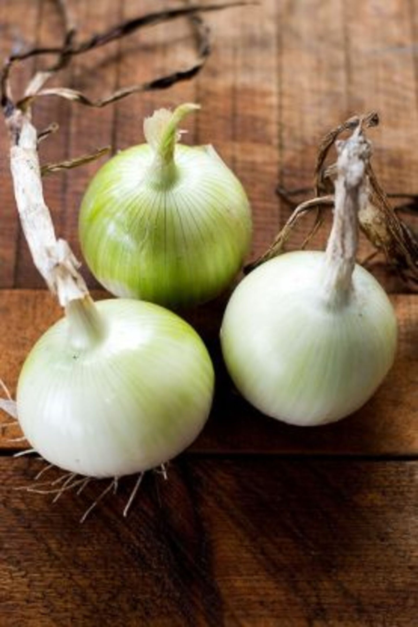 ONION 6 PACK