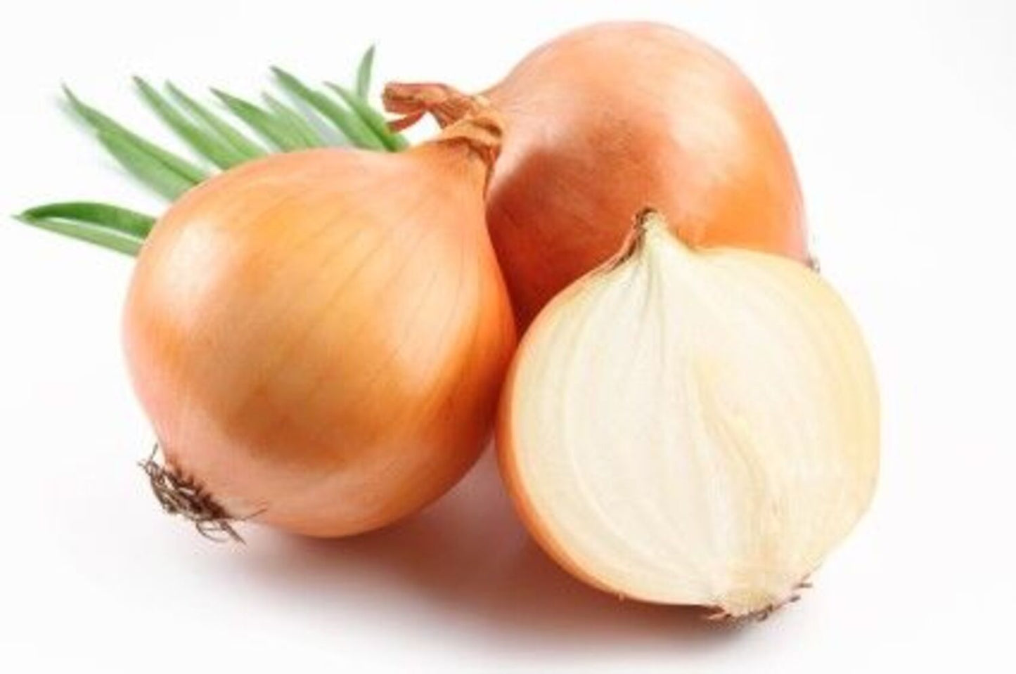 ONION 6 PACK