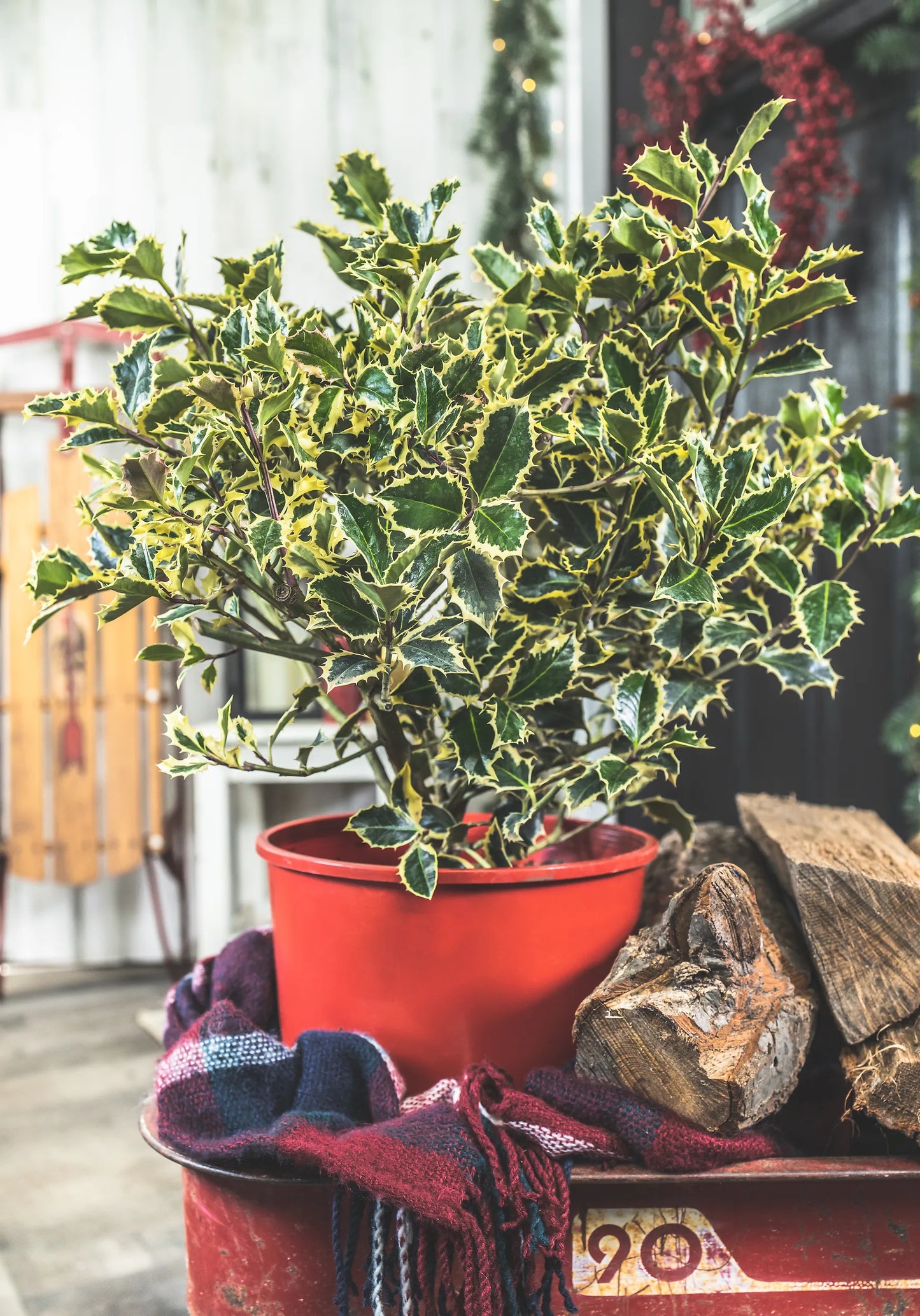 GOLD COAST HOLLY 5gal
