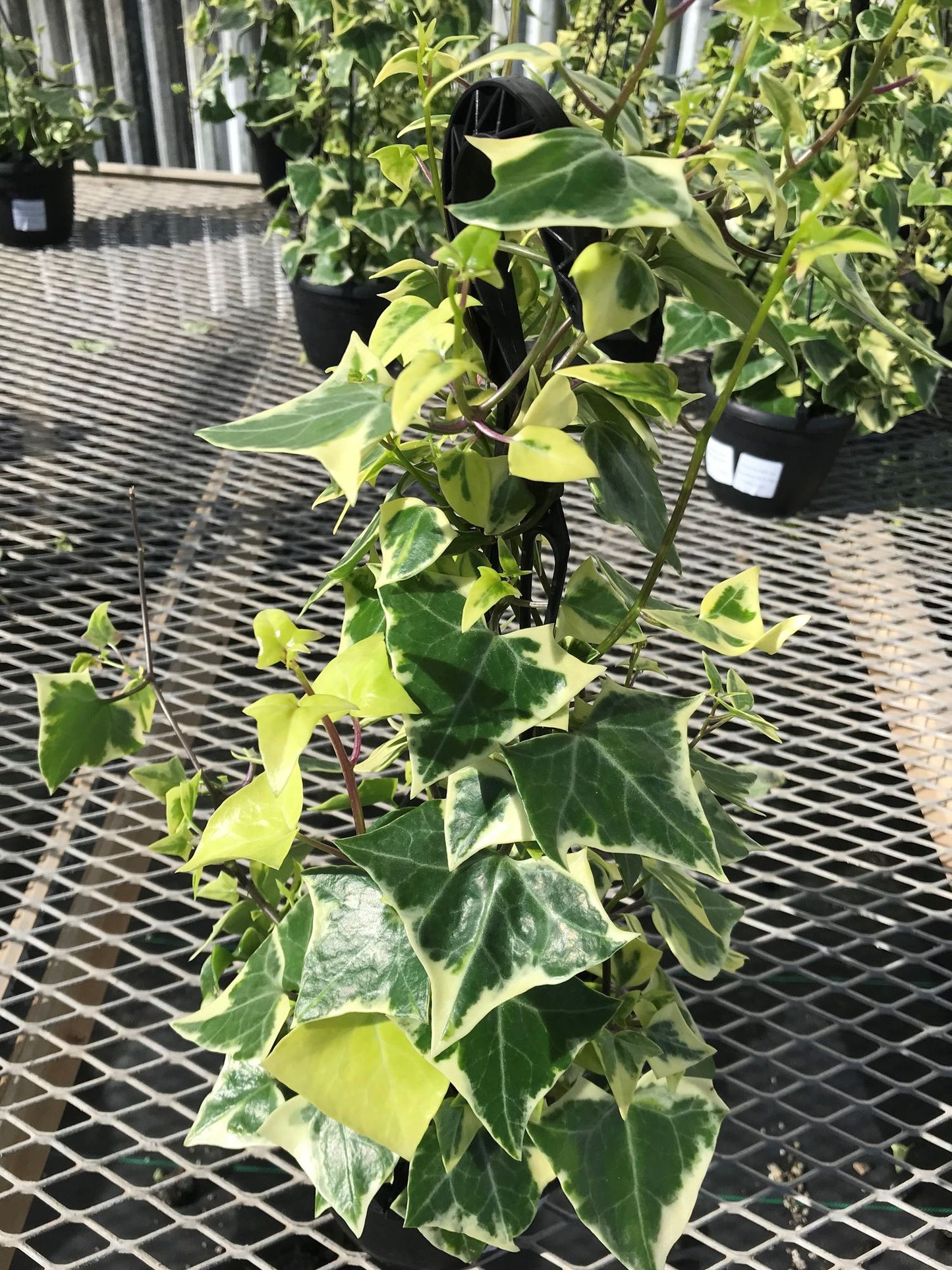 WAX IVY 6in HANGING
