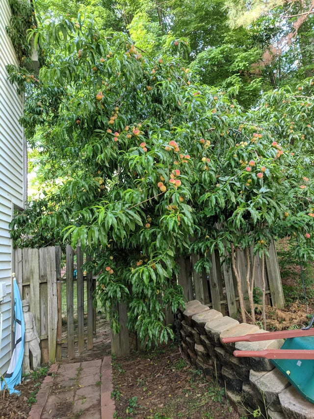 SNOW BEAUTY PEACH TREE 7gal