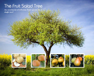 COCKTAIL PEAR 4 FRUIT IN ONE TREE 7gal
