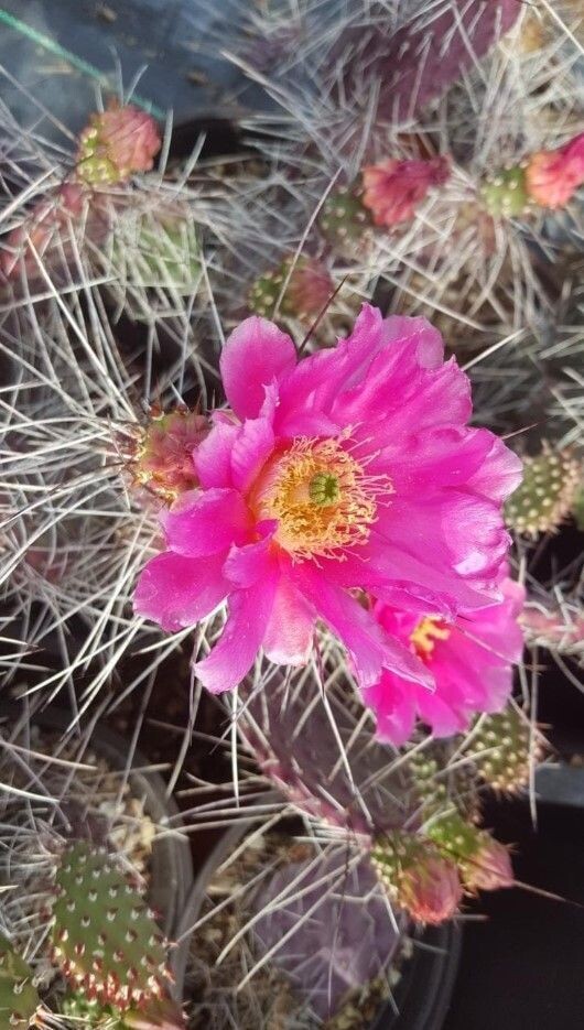 DARK KNIGHT PRICKLY PEAR 5GAL