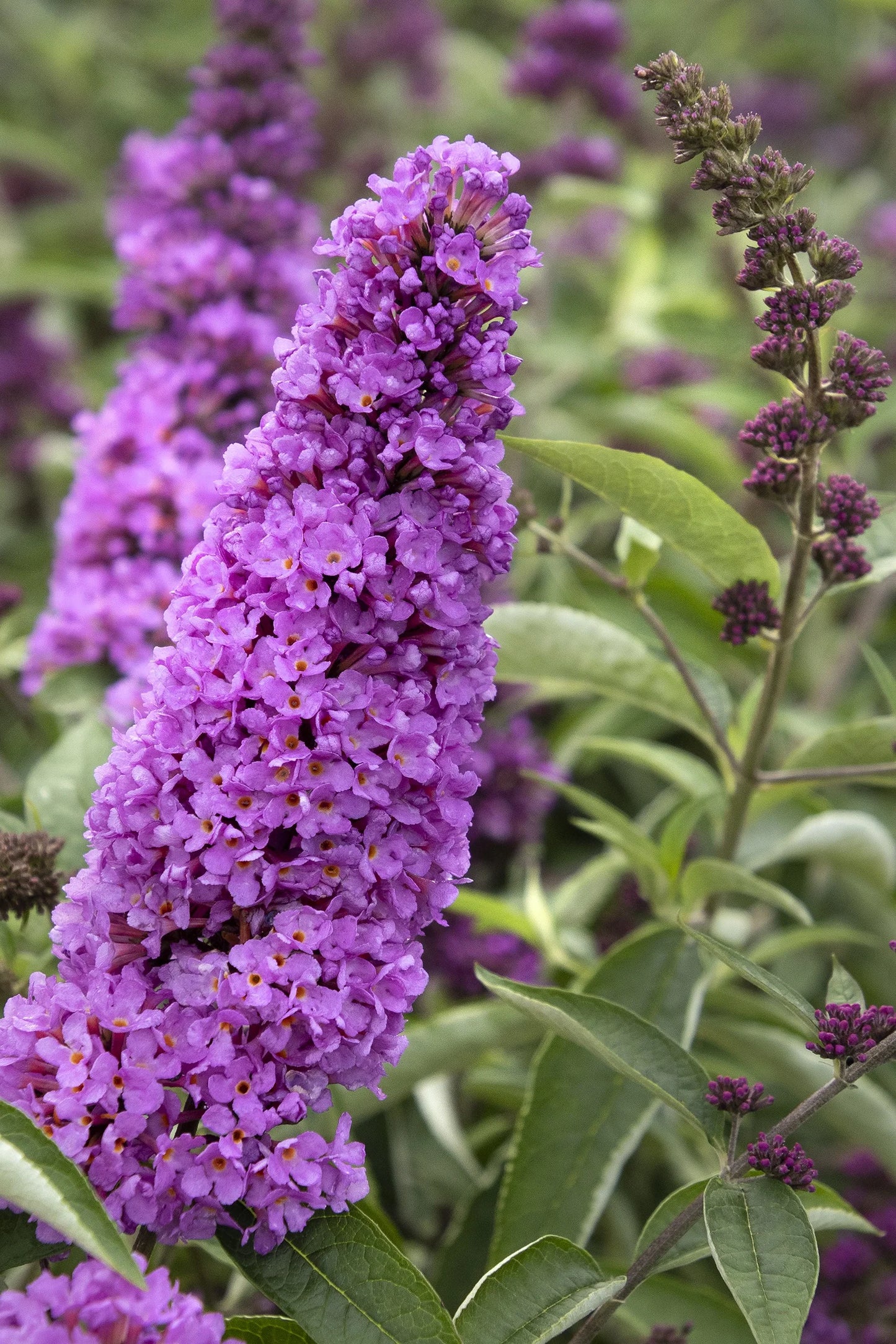 TUTTI FRUITTI PINK BUTTERFLY BUSH 2gal
