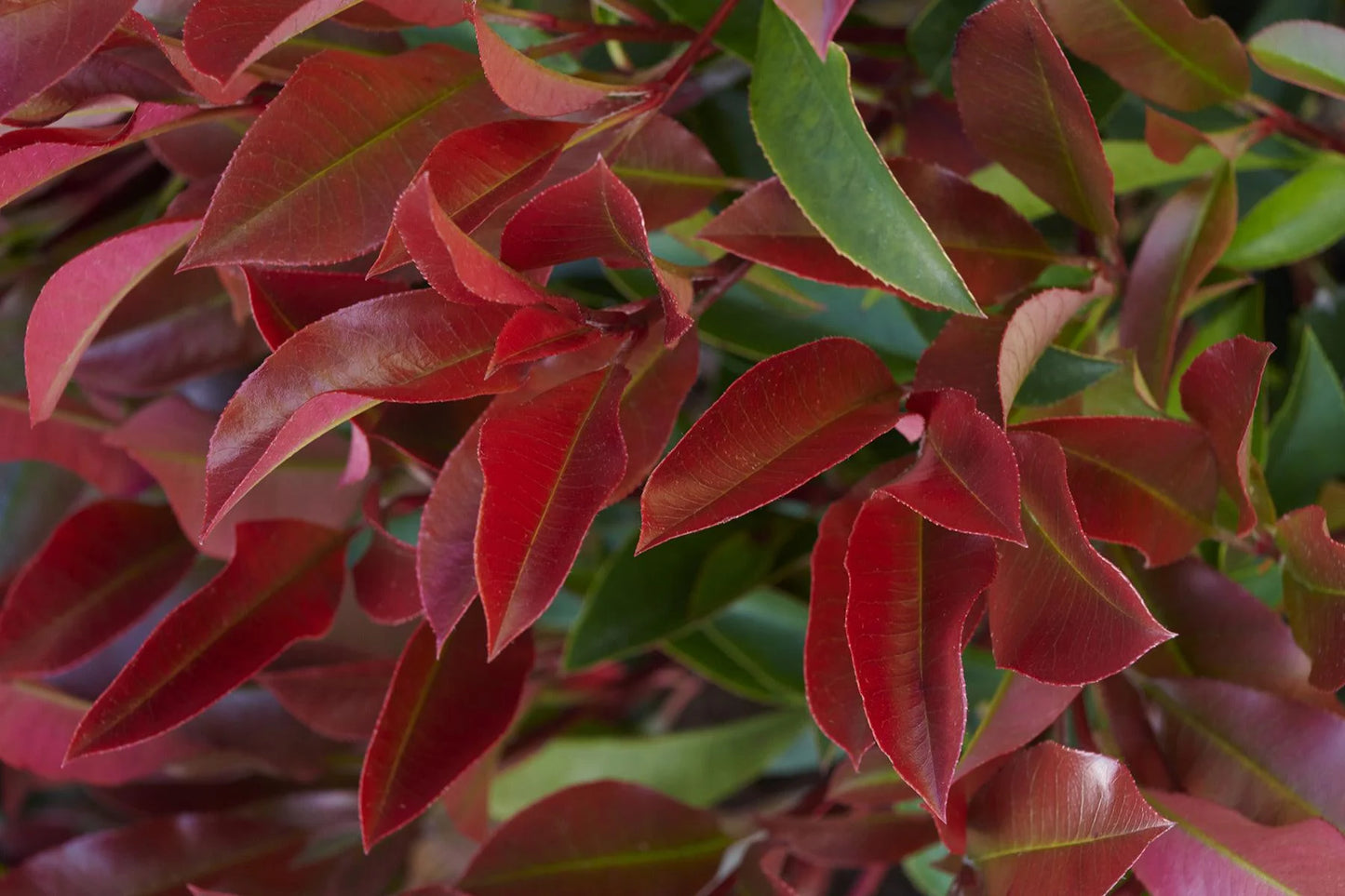 RED DYNAMO PHOTINIA 2gal