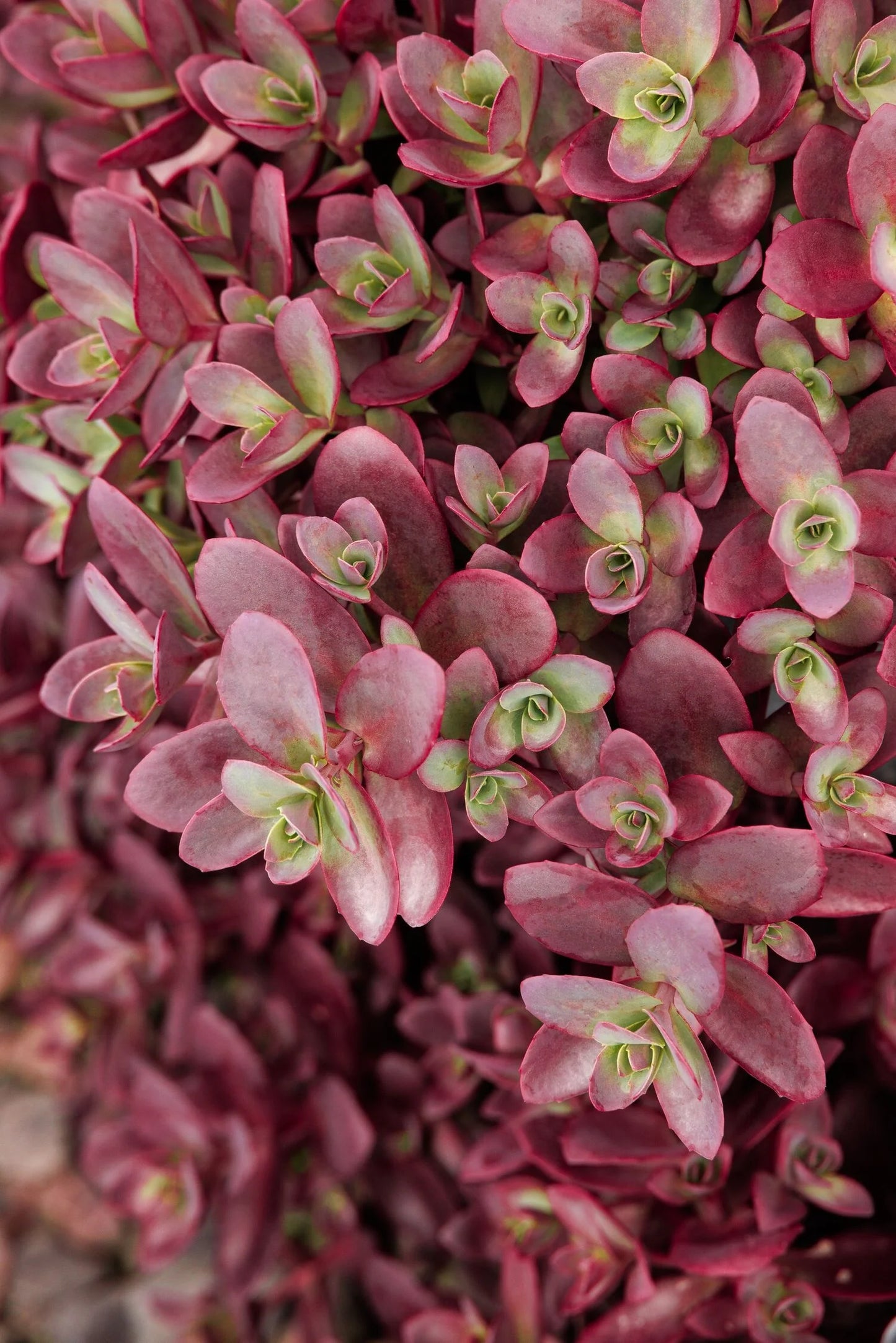 SUNSPARKLER FIRECRACKER SEDUM 1gal