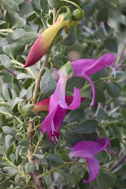 VALENTINE RED EMU BUSH