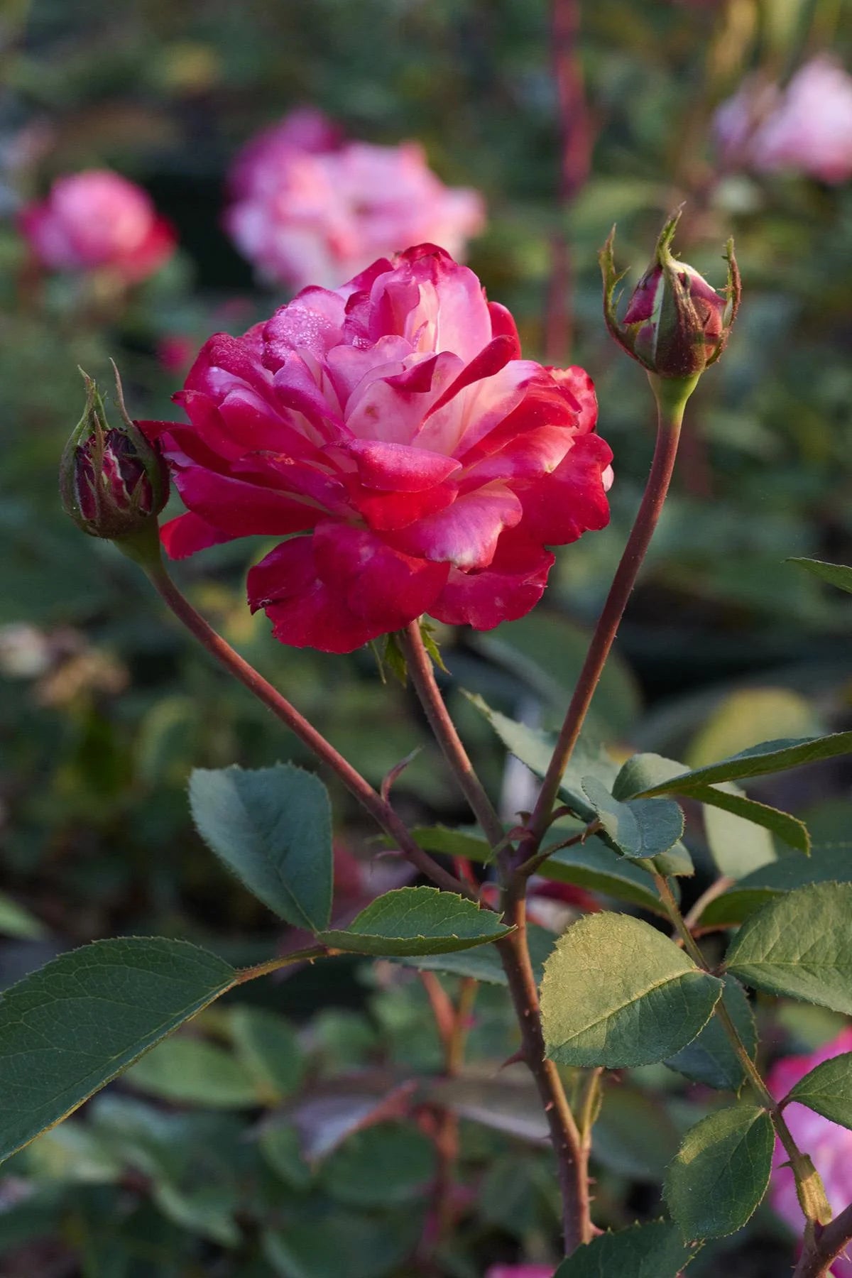 GRACE N GRIT PINK ROSE PATIO TREE 5gal