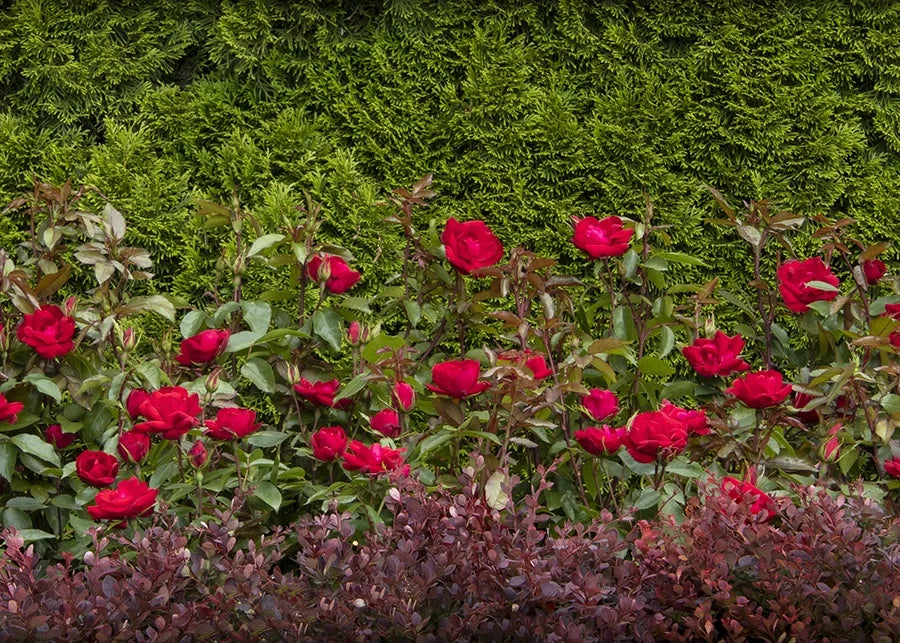 GRACE N GRIT RED ROSE PATIO TREE 5gal