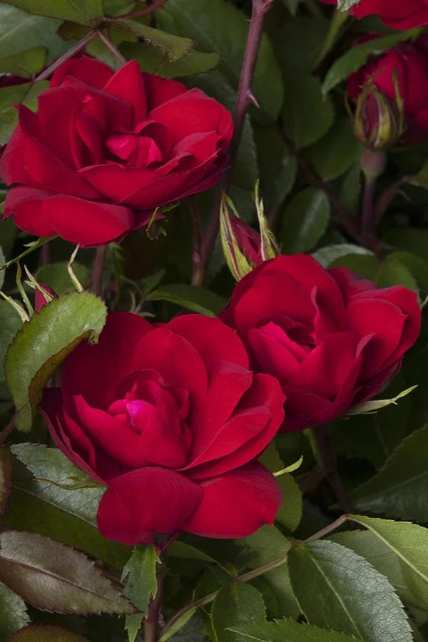 GRACE N GRIT RED ROSE 2gal