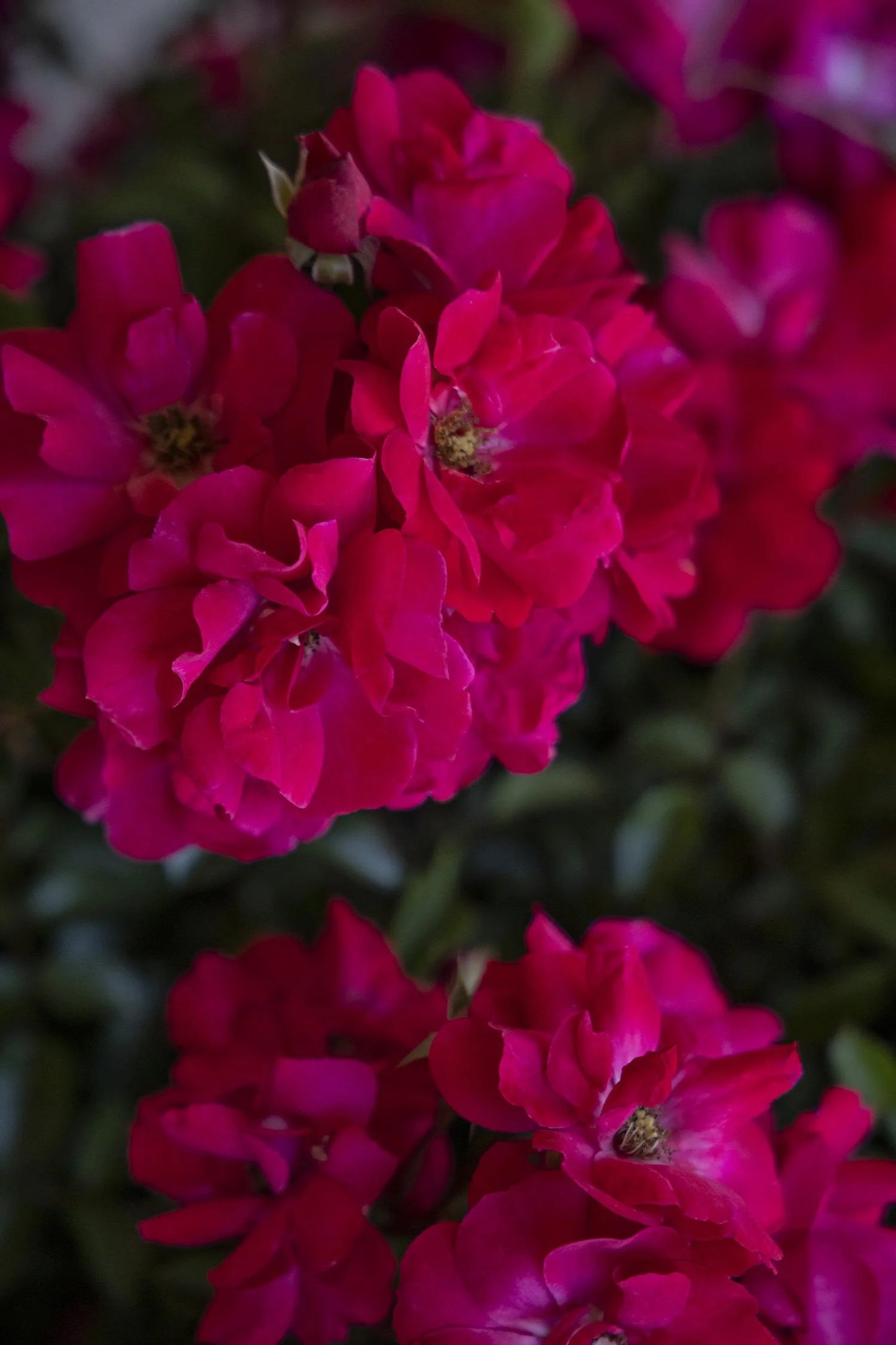 NITTY GRITTY PINK ROSE 2gal