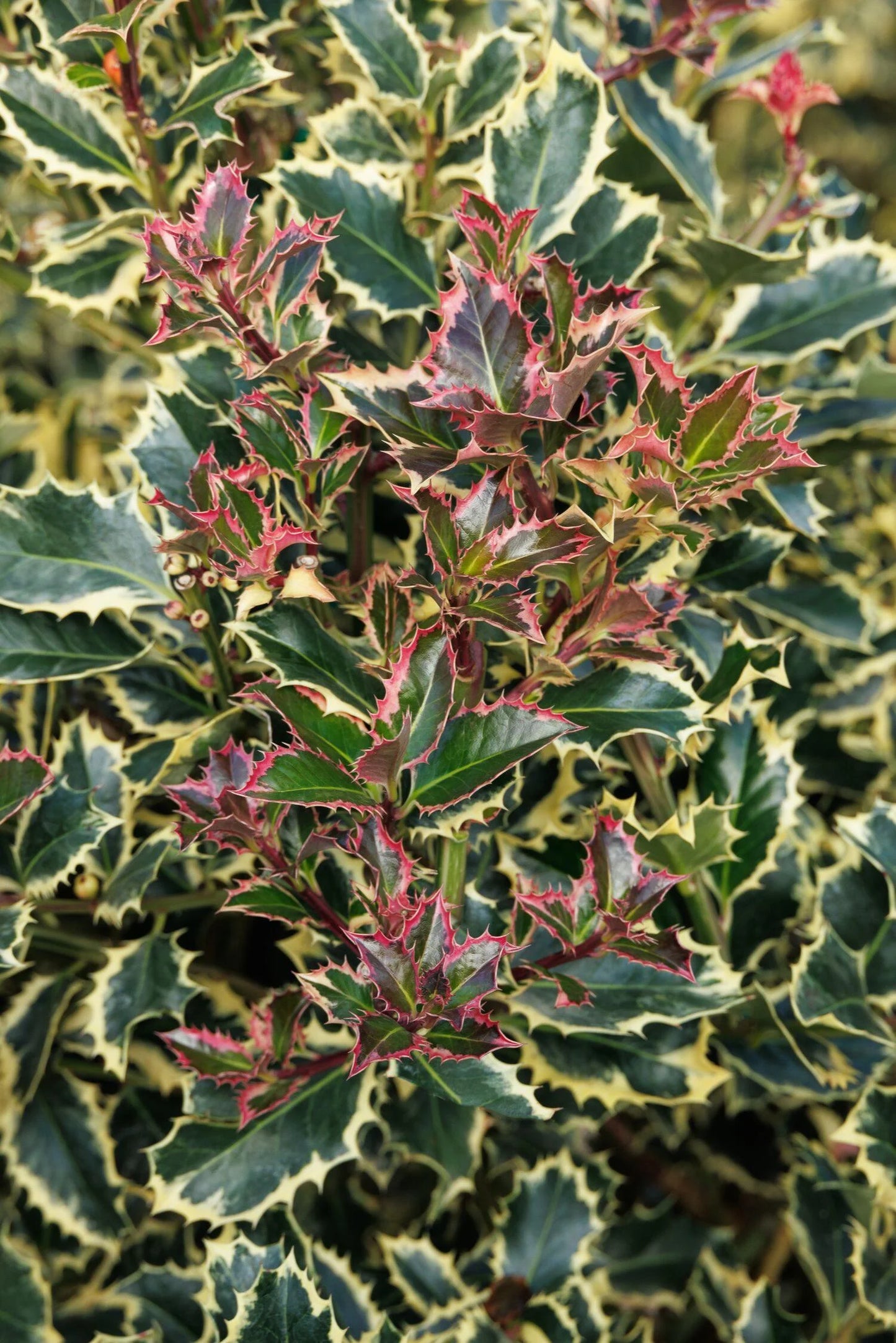VARIEGATED ENGLISH HOLLY 5GAL