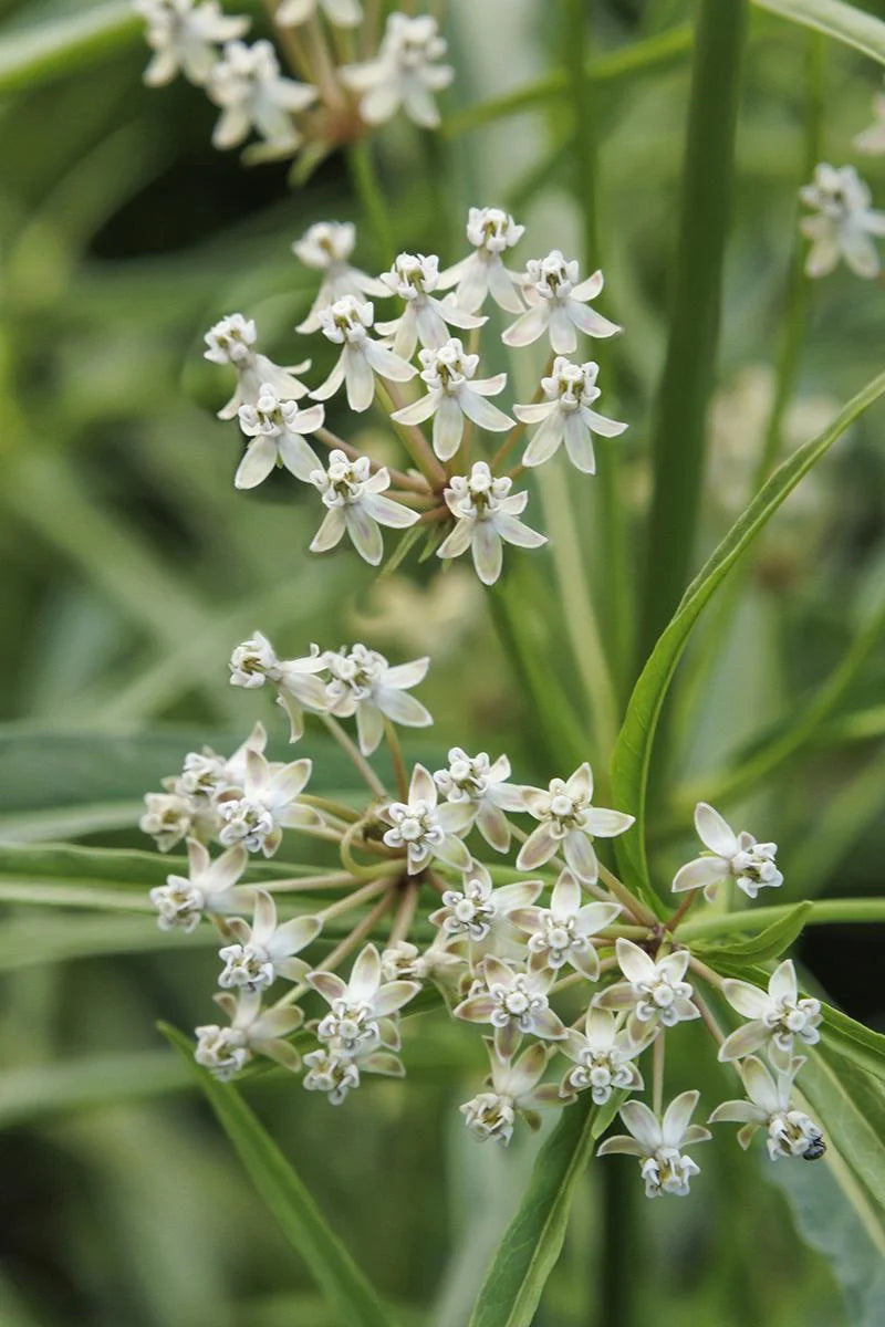 NARROWLEAF MILKWEED 1gal