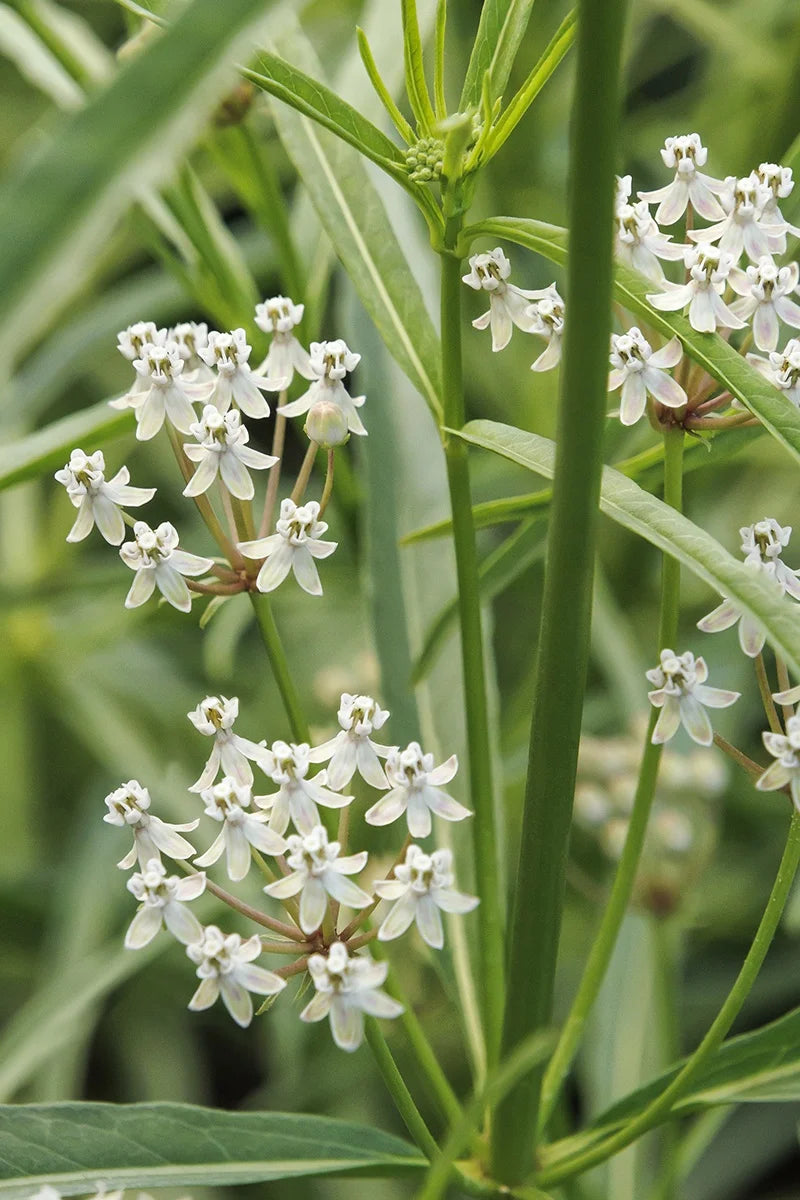 NARROWLEAF MILKWEED 1gal