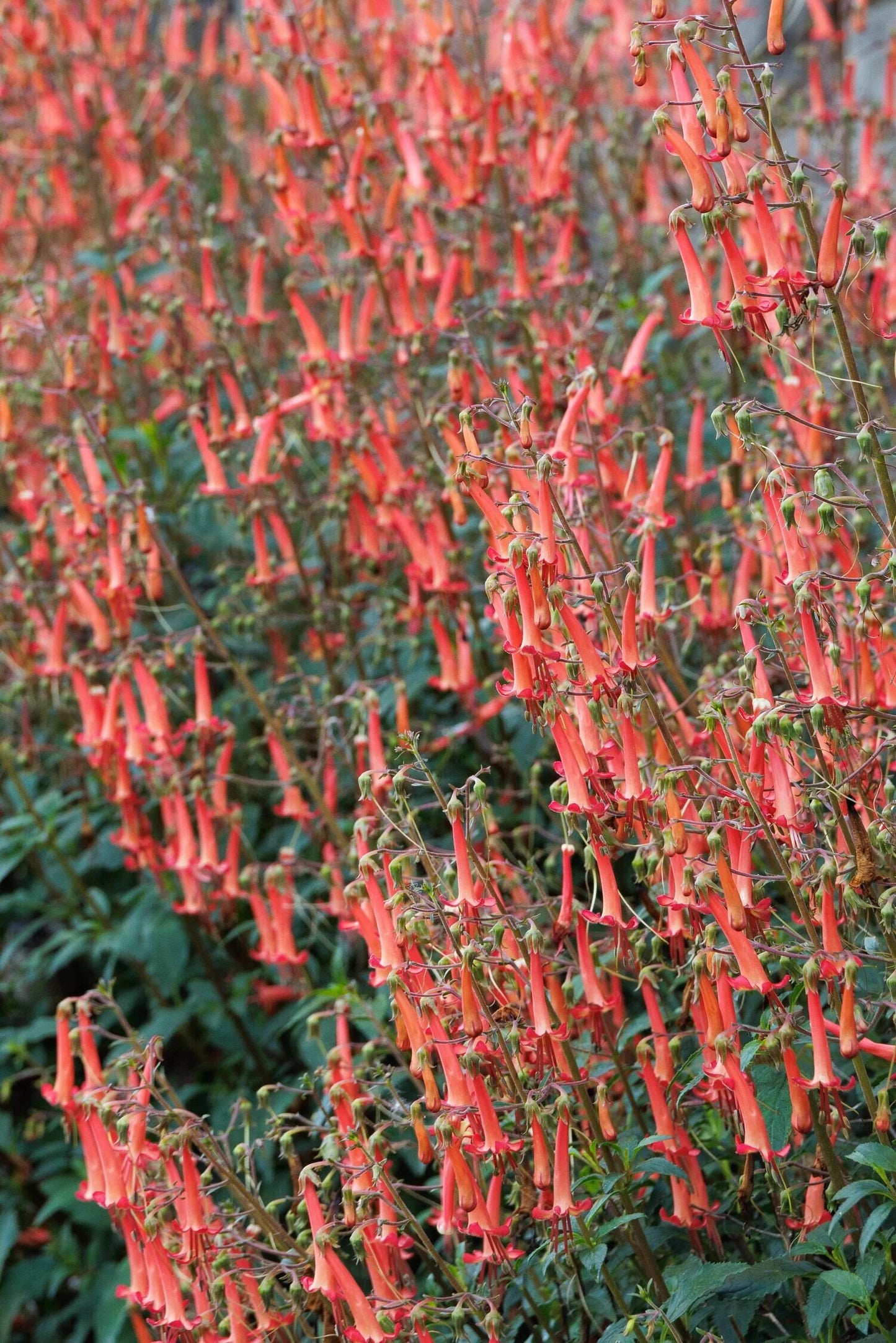 COLORBURST ORANGE CAPE FUCHSIA 1gal