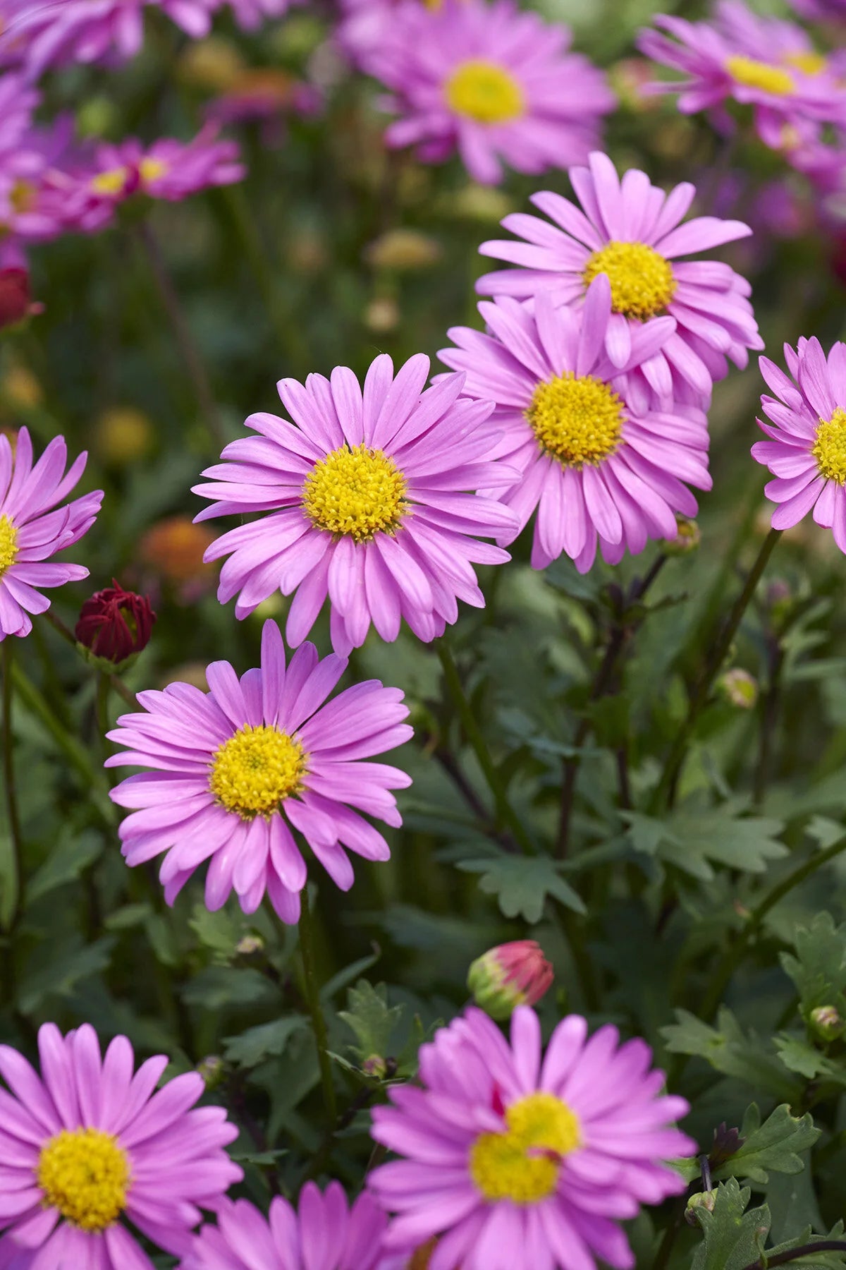 FRESCO CANDY RIVER DAISY 1gal
