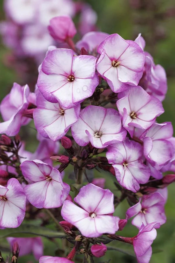 SWEET SUMMER FANTASY PHLOX 1gal