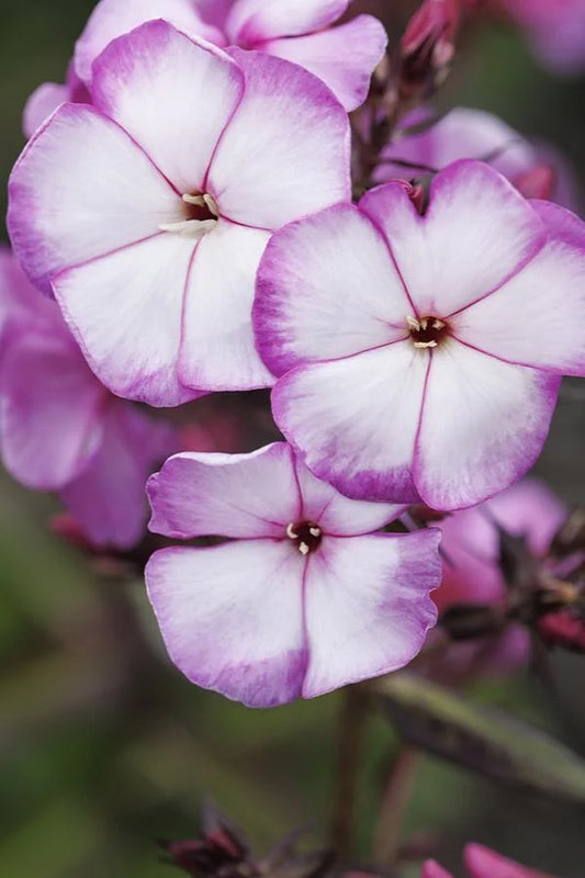 SWEET SUMMER FANTASY PHLOX 1gal
