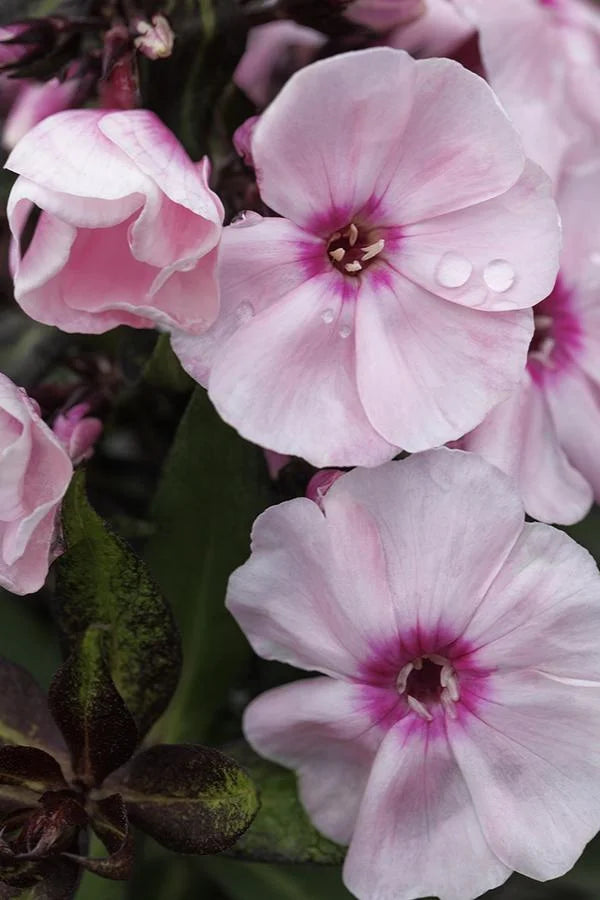 PHLOX SWEET SUMMER QUEEN 1 GAL