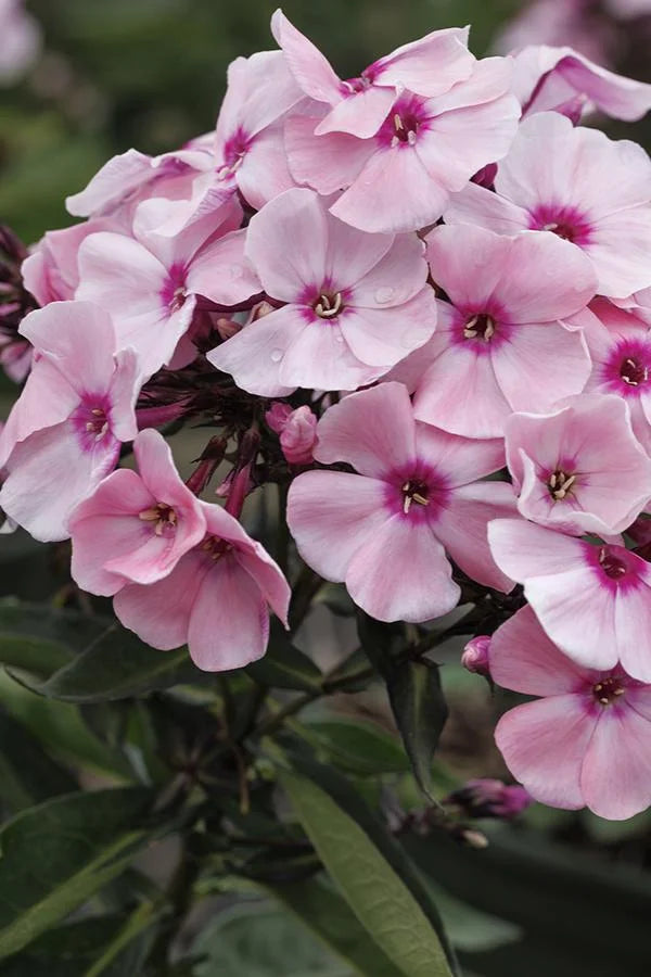 PHLOX SWEET SUMMER QUEEN 1 GAL