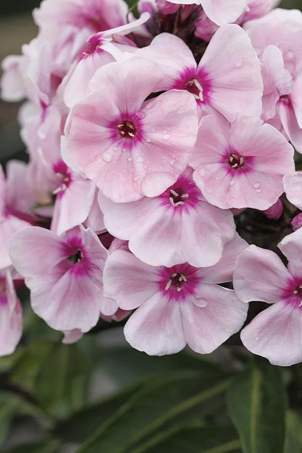 PHLOX SWEET SUMMER QUEEN 1 GAL