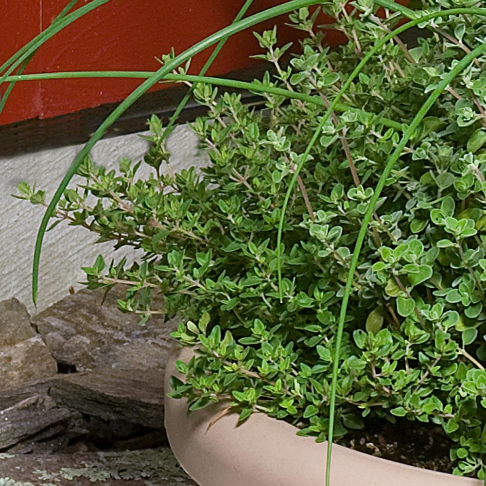 FRENCH THYME 4in