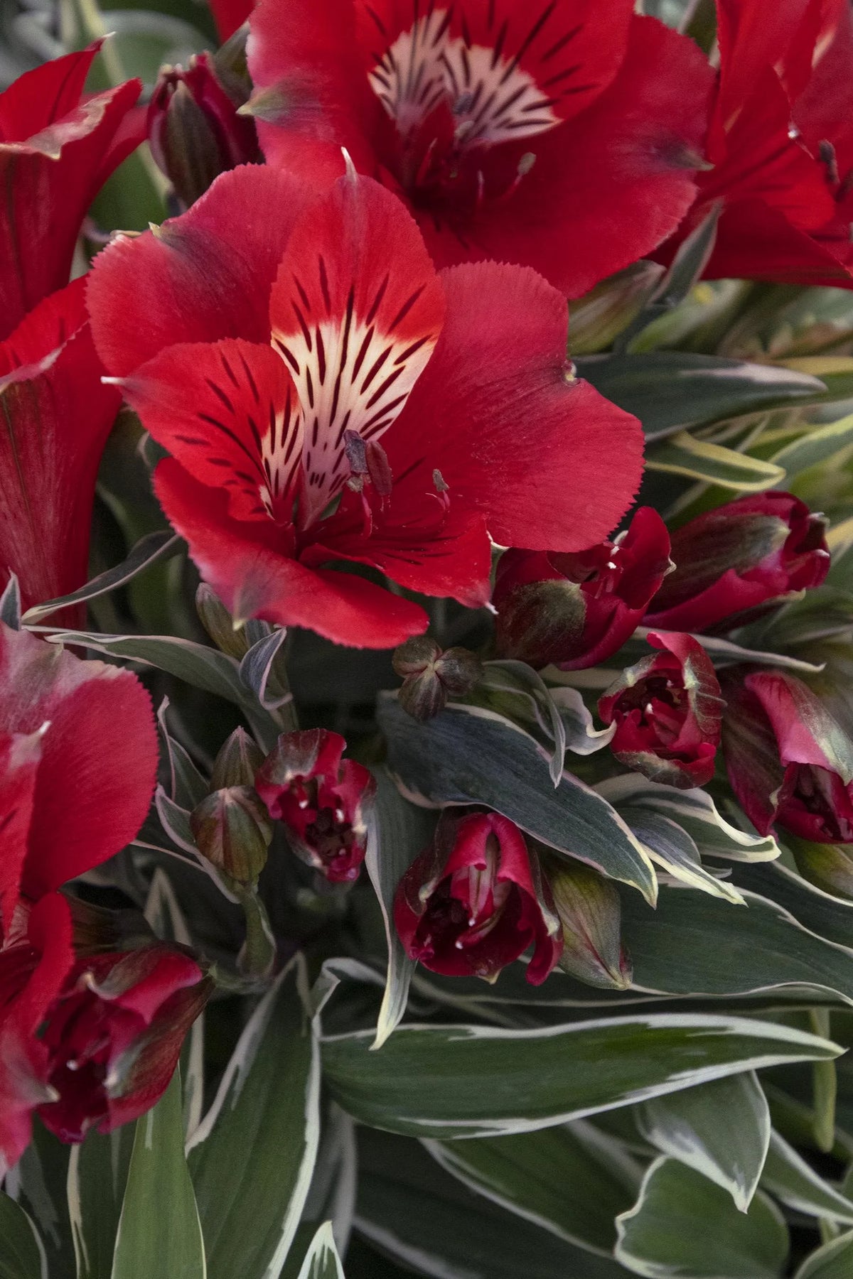 COLORITA KATIANA PERUVIAN LILY 2gal
