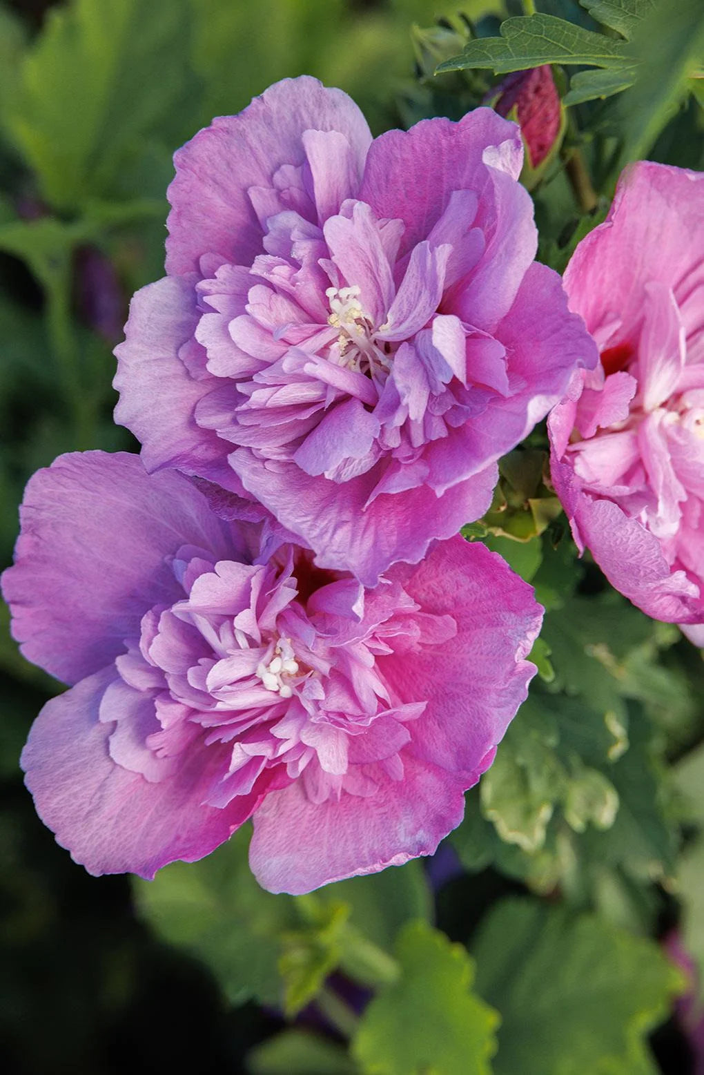 CHATEAU DE SAUMUR ROSE OF SHARON 2gal