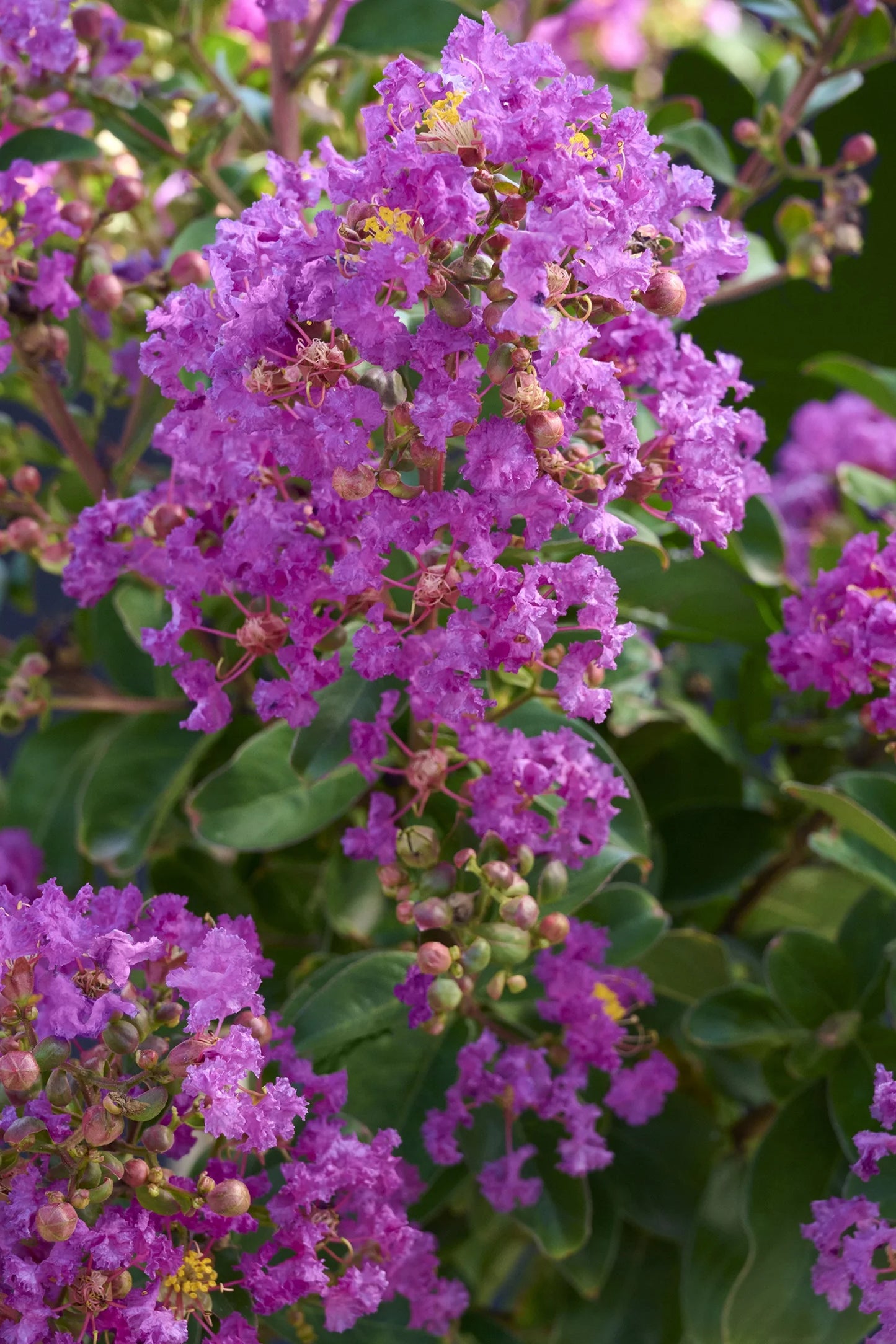 SUMMERLASTING PLUM CRAPE MYRTLE 2gal