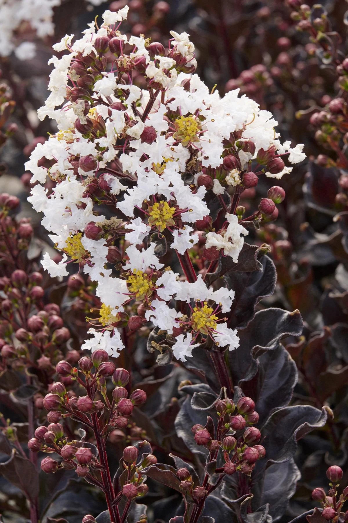 SUMMERLASTING COCONUT CRAPE MYRTLE 2gal