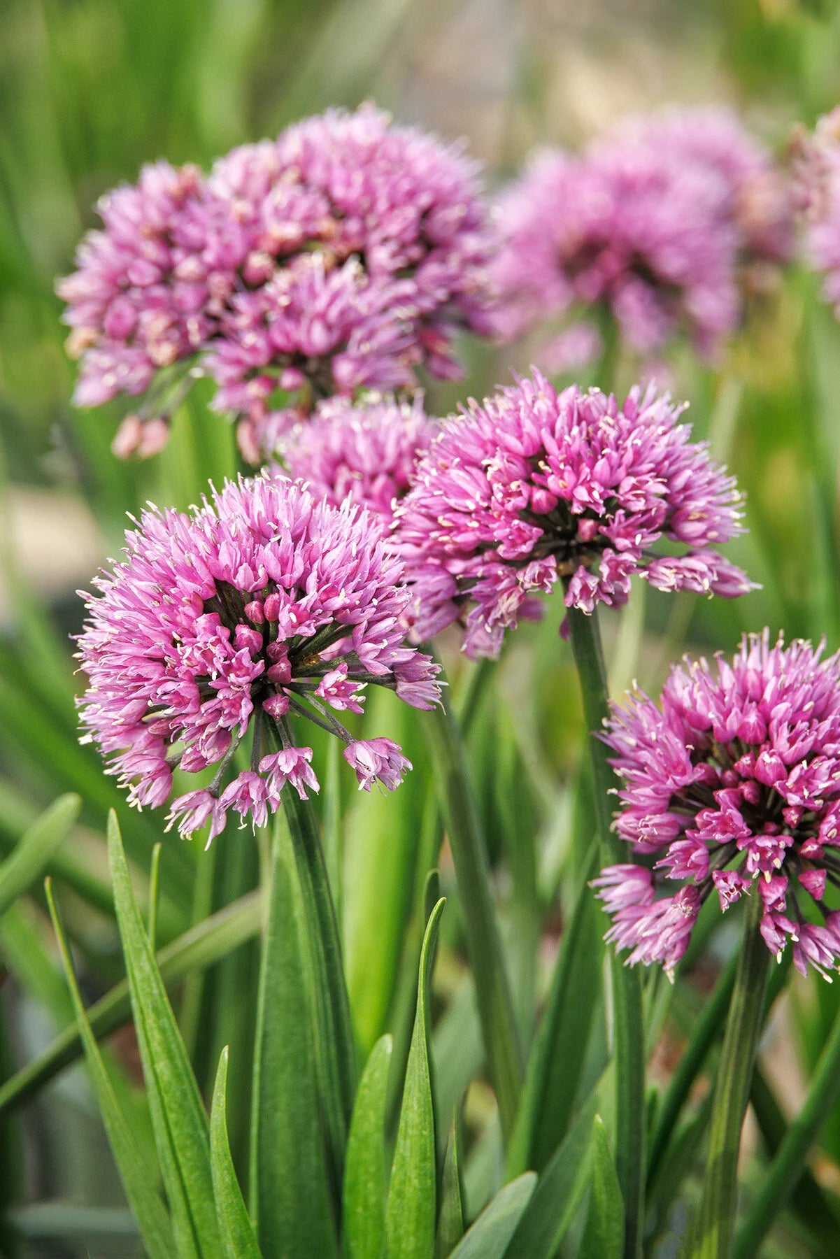 WINDY CITY ALLIUM 1gal