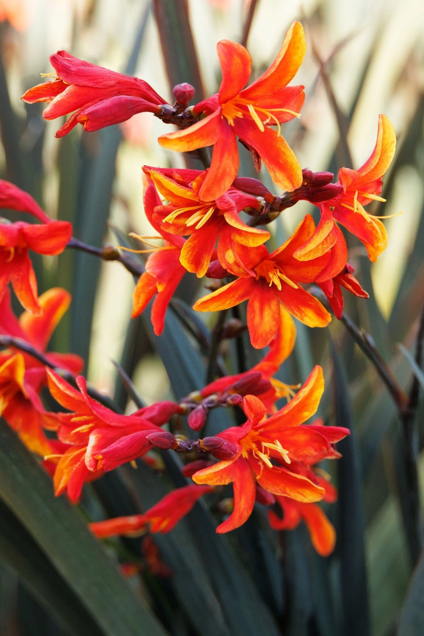 DARK FIRE MONTBRETIA 2 GAL