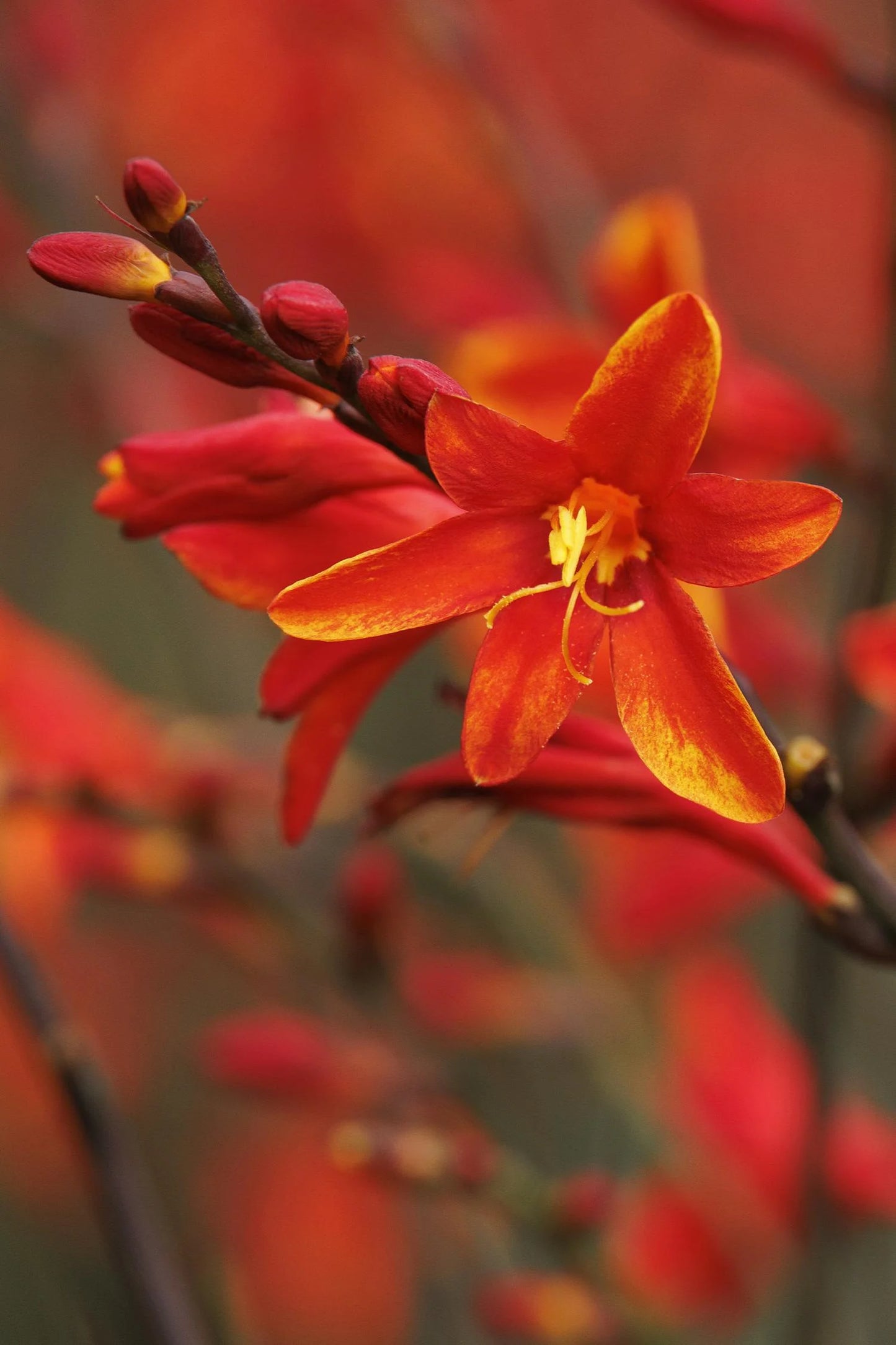 DARK FIRE MONTBRETIA 2 GAL