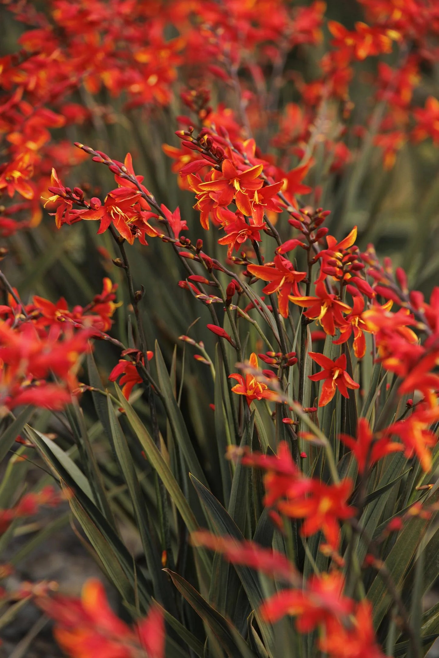 DARK FIRE MONTBRETIA 2 GAL