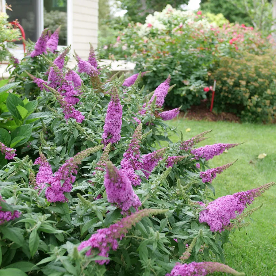 PUGSTER PINKER BUTTERFLY BUSH 3gal