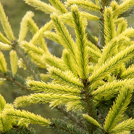 SPARKLER GOLD SPRUCE 10gal