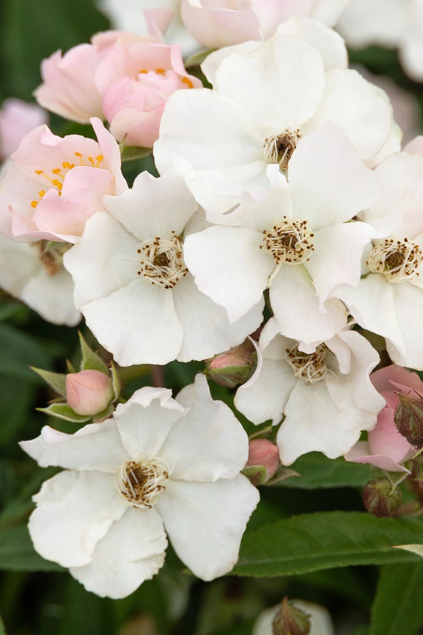 HONEY BLUSH ROSE 2gal