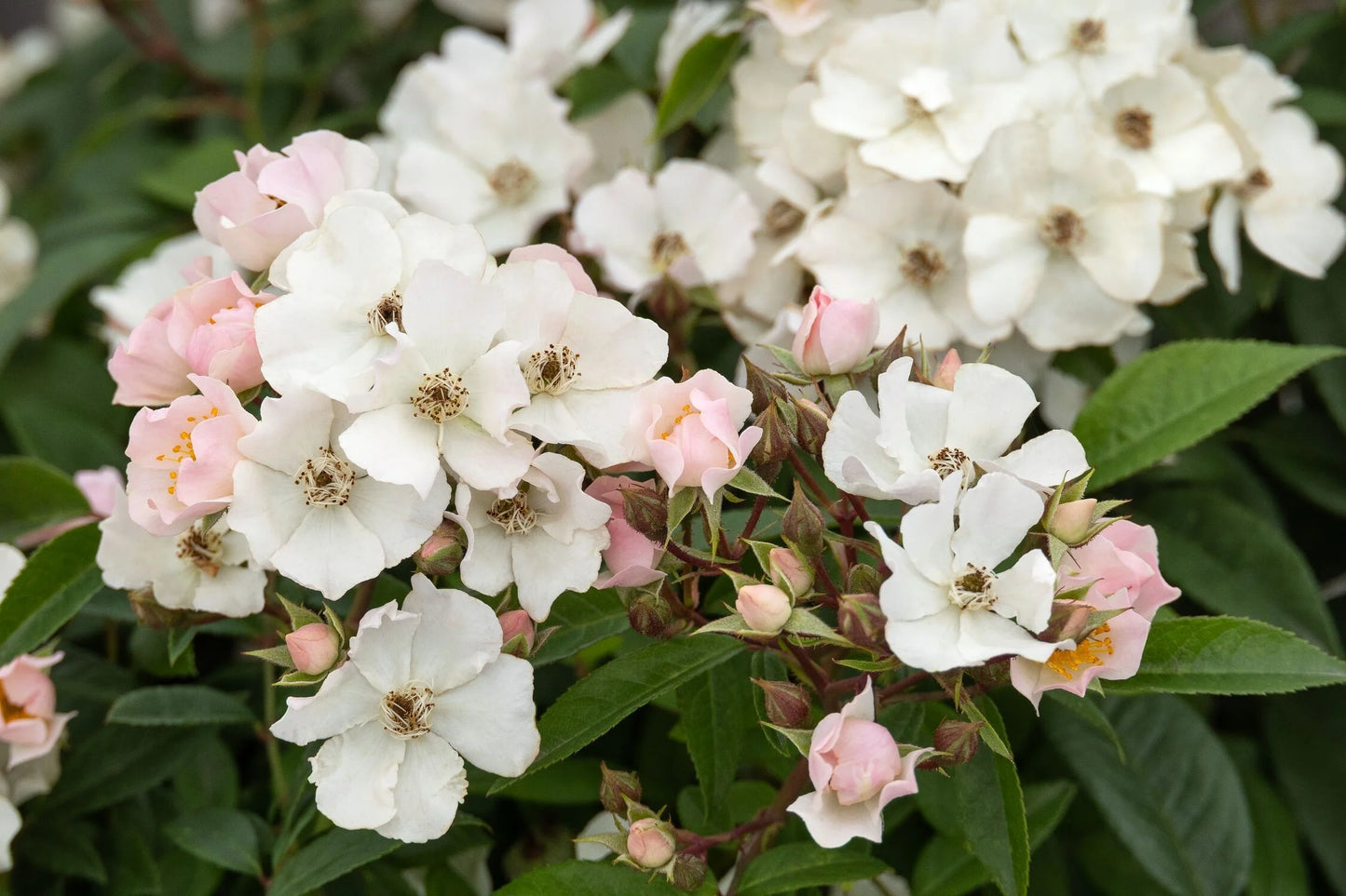 HONEY BLUSH ROSE 2gal