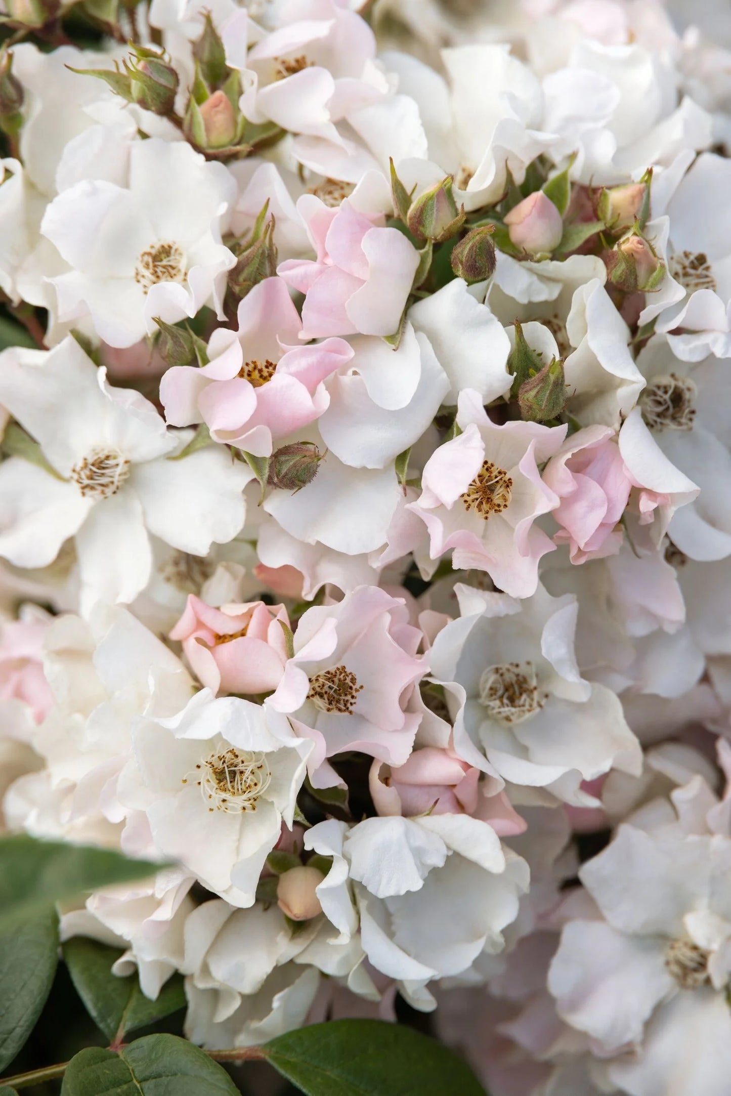 HONEY BLUSH ROSE 2gal